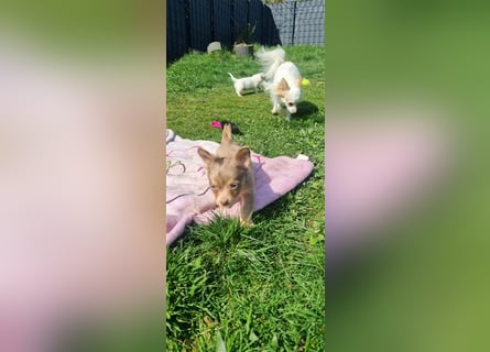 Chihuahua Welpen zu verkaufen