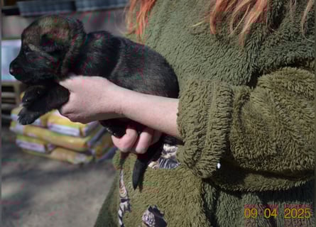 Dunkelgraue Schäferhunde aus Kör-u.Leistungzucht