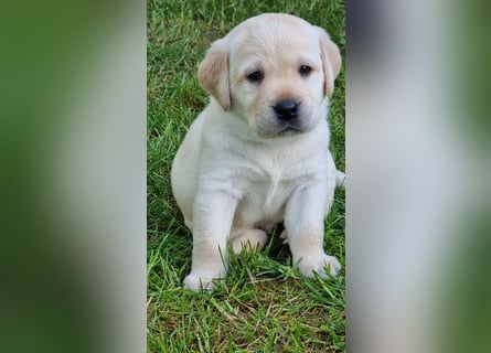Labrador Welpen mit Ahnentafel, abzugeben ab Mitte /Ende Mai