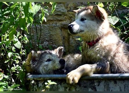 Zuchtstätte Silberglanz- C-Wurf / Alaskan Malamute Welpen - 3 Weibchen/2 Rüden