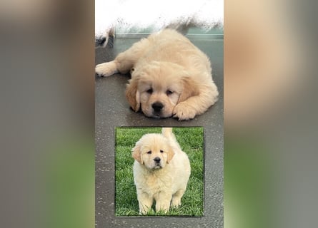 Golden Retriever Welpen aus excellenter Verpaarung