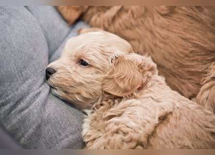 5 Wunderschöne Maltipoo-Welpen suchen ein neues, liebevolles Zuhause!