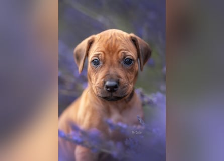 Rhodesian Ridgeback Welpen mit FCI-Ahnentafel