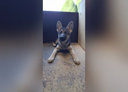 reinrassige Schäferhundwelpen (weiblich)