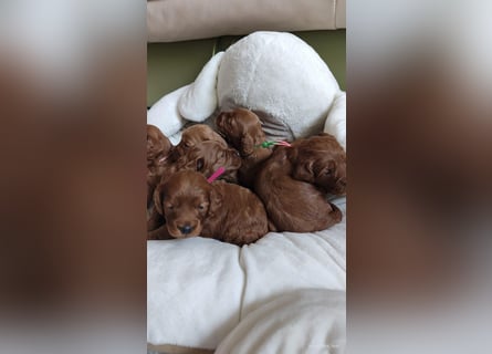 Wunderschöne Cockapoo-Welpen