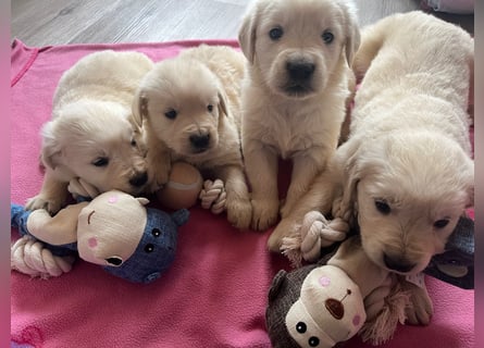 Golden Retriever Welpen abzugeben