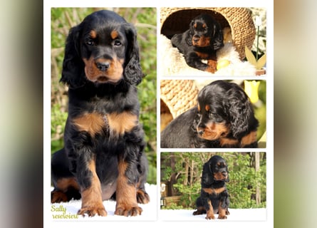 Verschmuste Gordon Setter aus familiärer Liebhaberzucht zu vermitteln