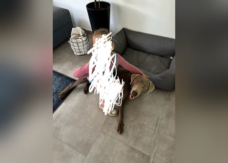 Wunderschöner silberner Labrador - 1.5 Jahre alt 