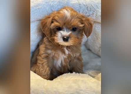 Sehr gesunde Maltipoo welpen in abricot und créme farben.