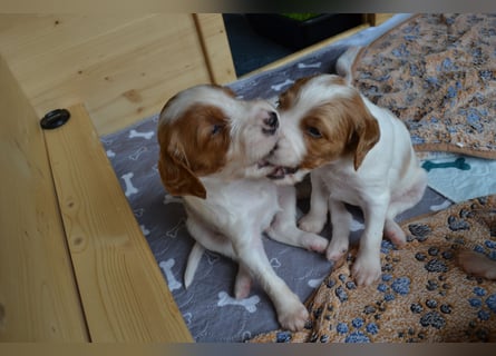 Sportlicher Familienhund - Irish Red and White Setter
