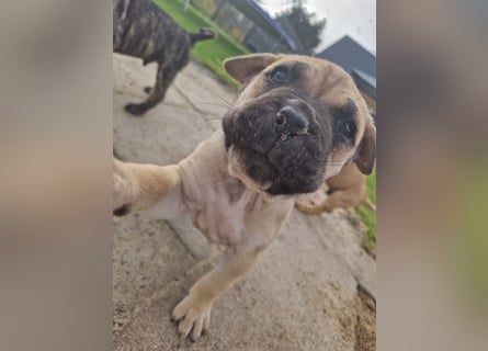 Cane corso mastiff mix 