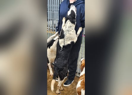 Milla - Gute-Laune-Hund wartet auf Sie
