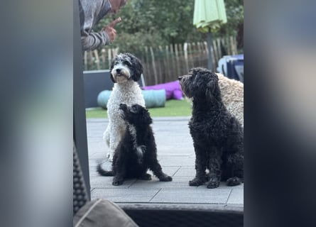 Genau ich suche ein Körbchen für immer bin der letzte aus dem Wurf