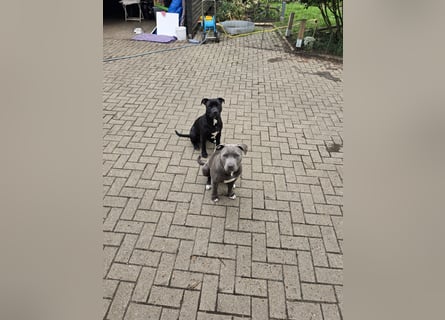 Zuckersüße xxl bully - pitbull hündin