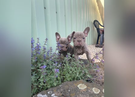Französische Bulldoggen Welpen