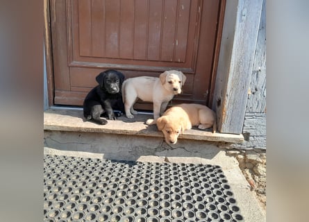 Reinrassige Labradorwelpen