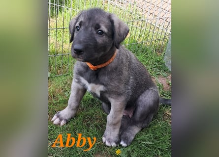 Irish Wolfhound Welpen