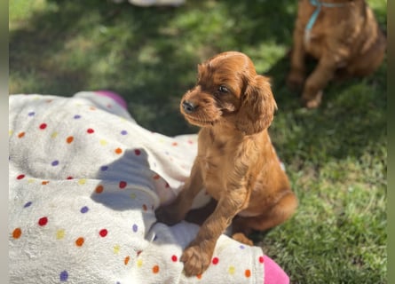 Irish Setter Welpen mit Papieren