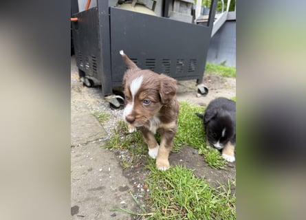 Mini Australien Shepherd Welpen suchen Traumzuhause
