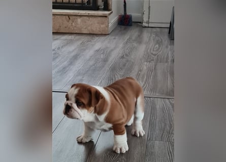 Englische Bulldogge