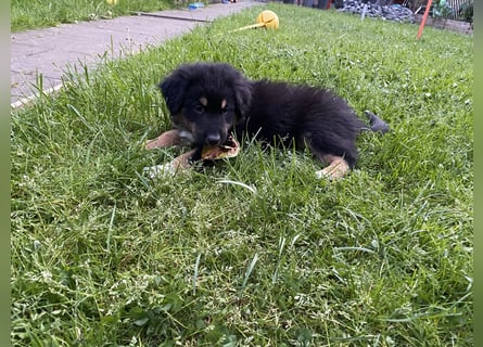 Supersüsse Australian Shepherd Welpen in der Farbe