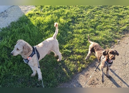 Cockapoo bereit zum Lieben!  - Schenken Sie sich selbst bedingungslose Liebe –
