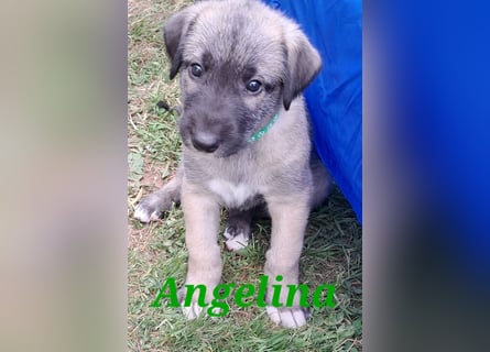 Irish Wolfhound Welpen