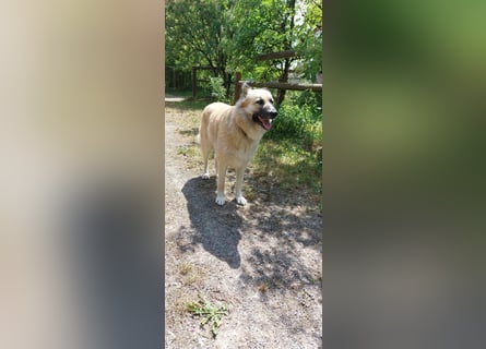Fee: anhängliche Schönheit
