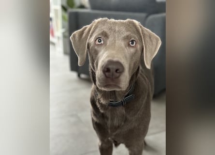 Wunderschöner silberner Labrador - 1.5 Jahre alt 