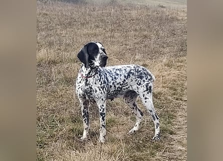 Braque d'Auvergne (Auvergne Vorstehhund) Welpe