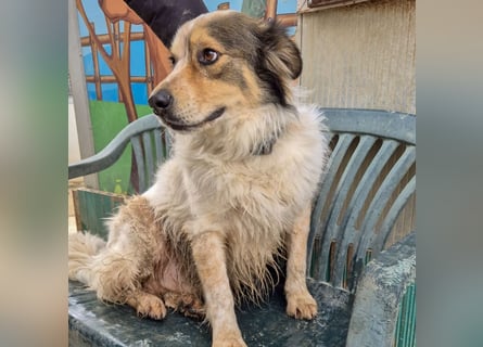 Axel - sanft, fröhlich, liebevoll mit Hund und Mensch - ein Traumtyp