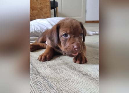 Rhodesian Ridgeback Welpen mit Papieren -Livernose-