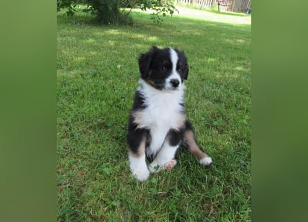 Mini Aussie Welpen Miniatur Australian Shepherd Welpen Welpe