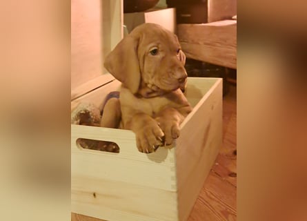 Magyar Vizsla Welpin Alva
