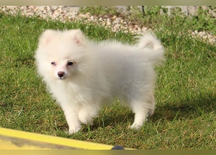 Zwergspitz Pomeranian "Vanilla" Hündin 4 Monate kann ins neue Heim ziehen