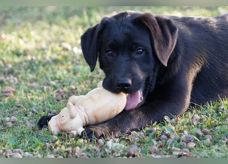 Labradorwelpen