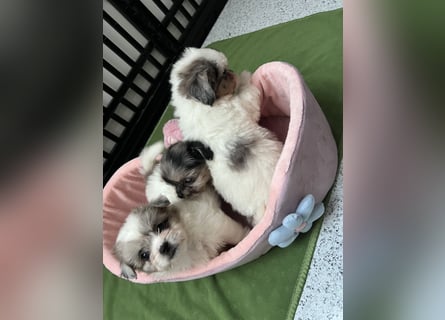 Maltipoo - Welpen - Rüden und Hündin