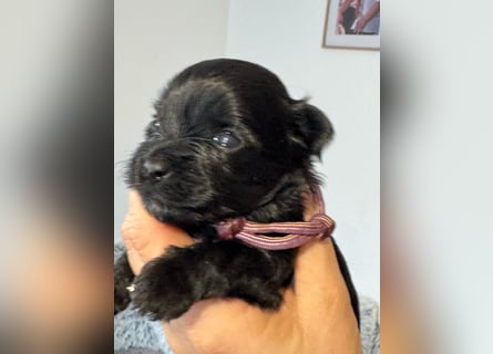 Yorkshire terrier schwarz mädchen