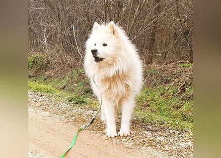❤️ wunderschöner Samojede LEO - 3 Jahre, 55cm/25kg