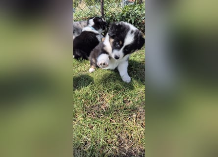 Australian Shepherd Welpen tricolor – Abgabe ab dem 28.05.2025
