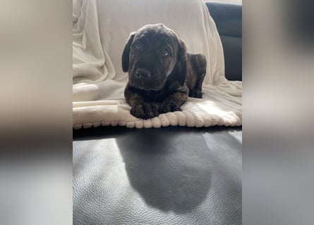Wunderschöne Cane Corso Mix Welpen zu verkaufen in Formentino und gestromt