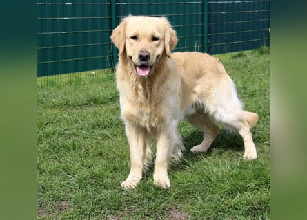 Golden Retriever Deckrüde mit FCI-Ahnentafel
