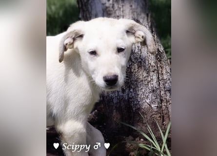 Scippy sucht  noch ein Zuhause