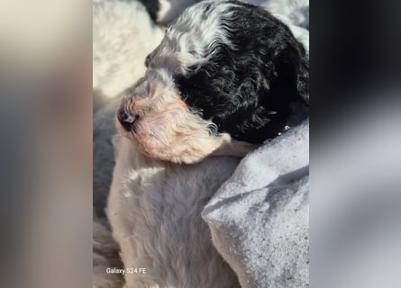 Spanische Wasserhund Welpen reinrassig