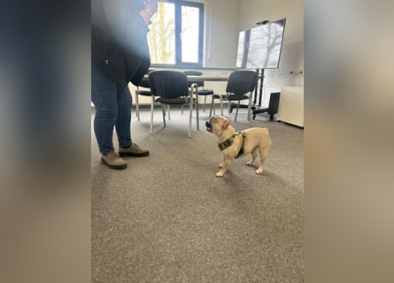 Schmusehund sucht neues liebevolles Zuhause