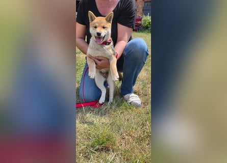 Shiba inu Welpen.   vom Haus Joe   ,Liebhaberzucht