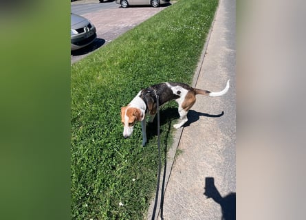 Familienhund Lona, zu besuchen in Bad Nauheim