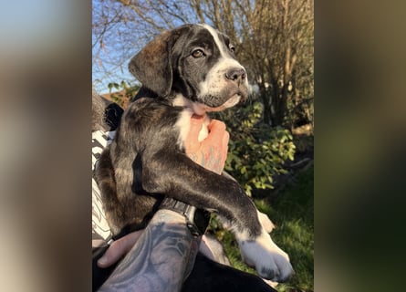 Cane Corso - Dogo Argentino Mischlingswelpe Hündin