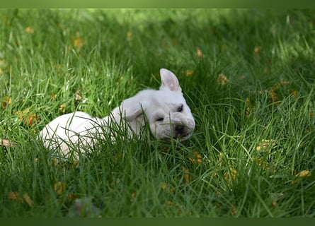 Shar-Pei x Labrador Mix Welpe Frenchy stellt sich vor......