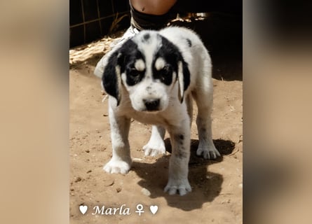 Marla sucht ab  September ein Zuhause